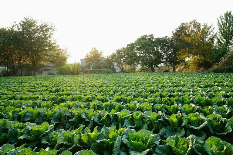 penang korean class
uBitto
korea field trip
farmping
farming
camping
korea
fresh vegetables